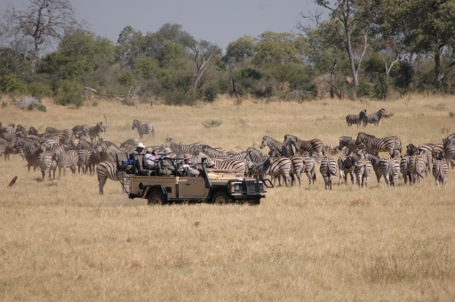 Just a few zebras 